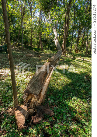 Fallen tree Fallen tree 58533274
