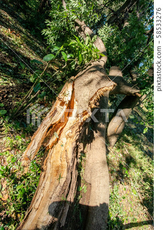 Fallen tree Fallen tree 58533276