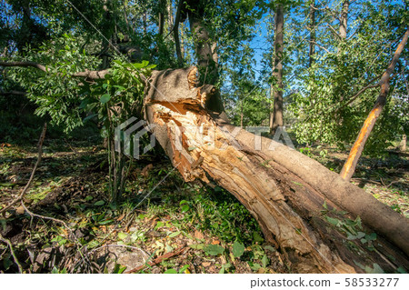 倒下的樹 58533277