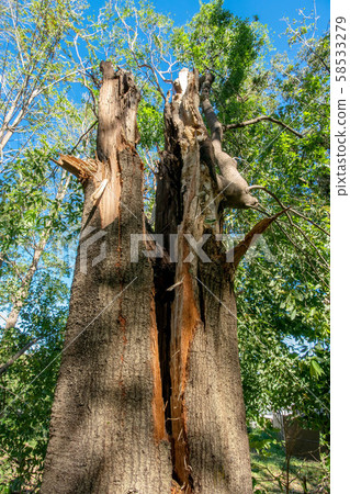 Fallen tree 58533279