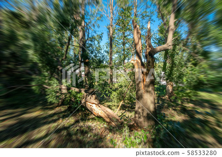 Fallen tree 58533280