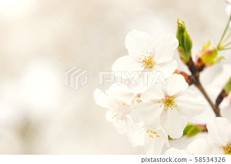 櫻花櫻桃 58534326