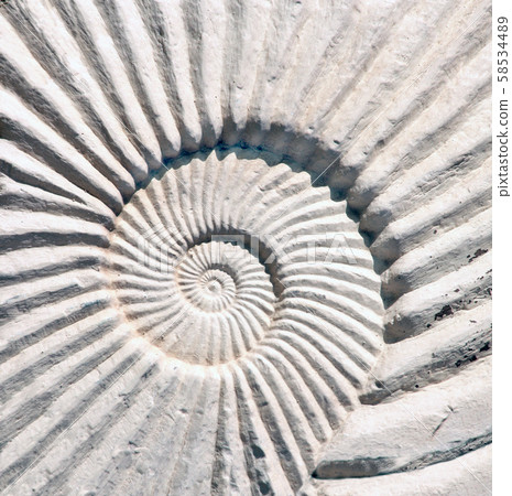 Detail of carved stone ornament with ammonite Detail of carved stone ornament with ammonite 58534489