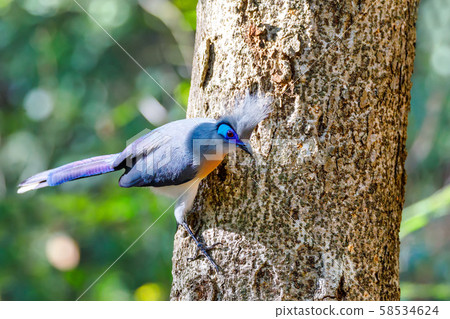 bird Crested coua (Coua cristata) Madagascar bird Crested coua (Coua cristata) Madagascar 58534624