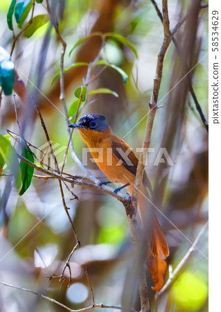 Madagascar bird Paradise-flycatcher, Terpsiphone Madagascar bird Paradise-flycatcher, Terpsiphone 58534629
