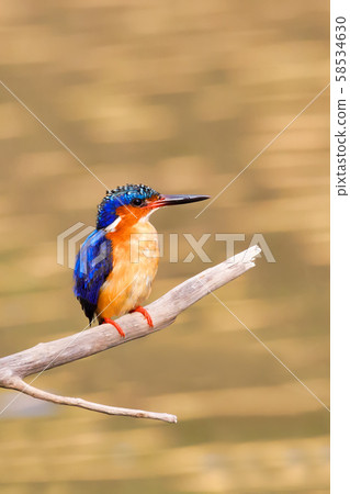 bird kingfisher, madagascar wildlife bird kingfisher, madagascar wildlife 58534630