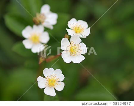 Neubara花 Neubara花 58534977