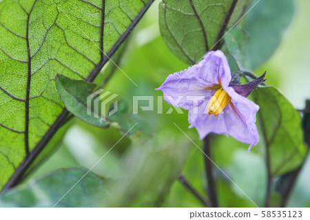 Eggplant flowers 58535123