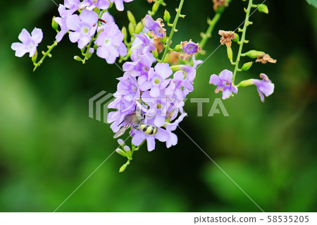 Duranta repens with flying bees. Duranta repens with flying bees. 58535205