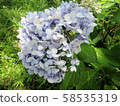 繡球 58535319