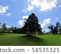 一棵樹 58535325