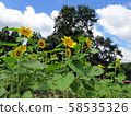 向日葵 58535326