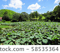 睡蓮 58535364