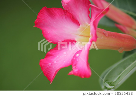 Pink Adenium is blooming with colorful flowers. 58535458