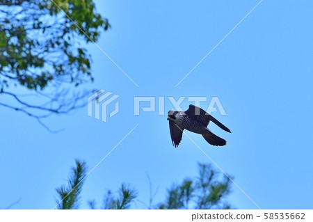 帶著美麗的胸部花紋在空中飛翔的鳥 58535662