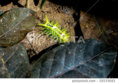 Wattle Cup caterpillar on floor 58535683
