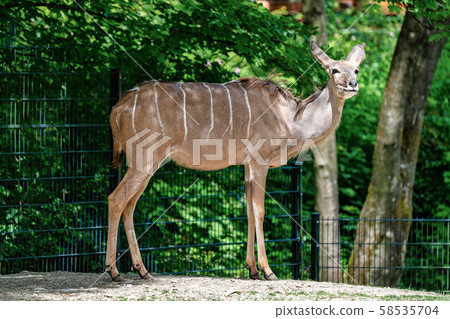 The common eland, Taurotragus oryx is a savannah antelope 58535704
