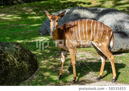 Nyala Antelope - Tragelaphus angasii. Wild life animal. 58535855