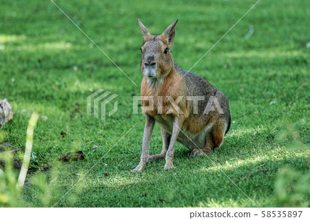 Patagonian Mara, Dolichotis patagonum are large relatives of guinea pigs 58535897