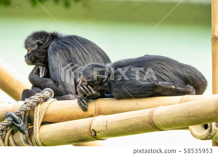 The black-headed spider monkey, Ateles fusciceps is a species of spider monkey 58535953