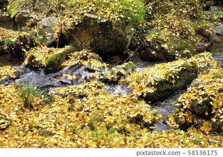 Ginkgo leaves filling the river Ginkgo leaves filling the river 58536175