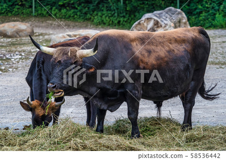 Heck cattle, Bos primigenius taurus or aurochs in the zoo 58536442