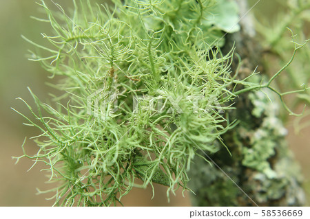Usnea in nature on a branch Usnea in nature on a branch 58536669