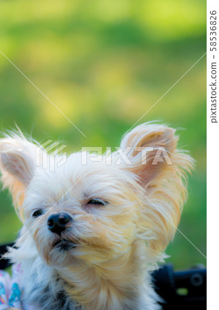 冷靜的狗 58536826