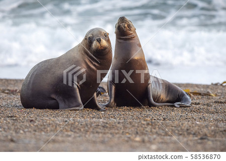 sea lion on the beach in Patagonia 58536870