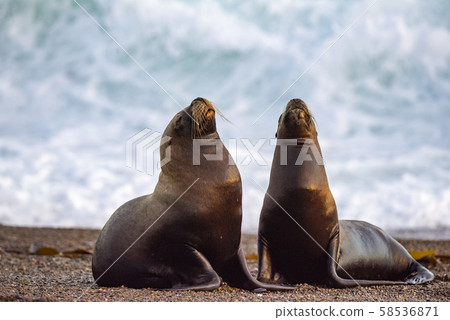 sea lion on the beach in Patagonia 58536871