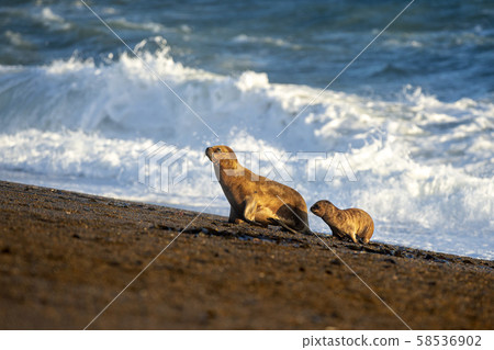 sea lion on the beach in Patagonia mother and baby 58536902
