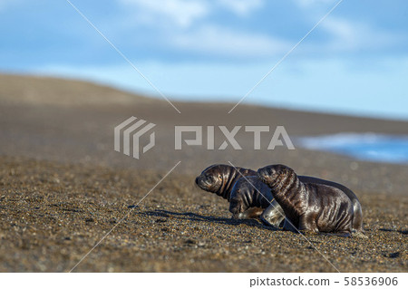 baby newborn sea lion on the beach in Patagonia 58536906