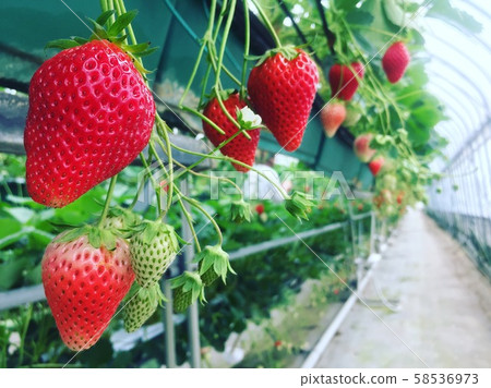 草莓採摘 58536973