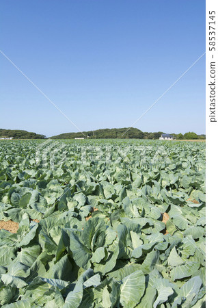 Fukuoka Fukuoka 58537145