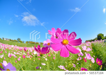 波斯菊領域和藍天 58537184