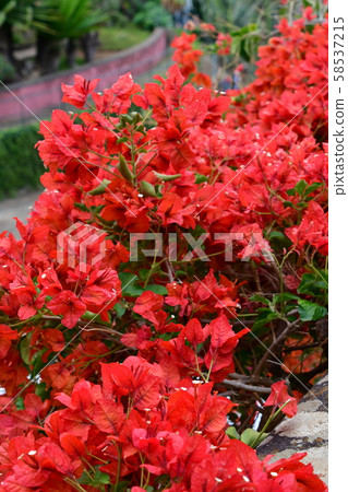 Portuguese territory, Madeira Island, Funchal, Botanical Garden, Bougainvillea Portuguese territory, Madeira Island, Funchal, Botanical Garden, Bougainvillea 58537215