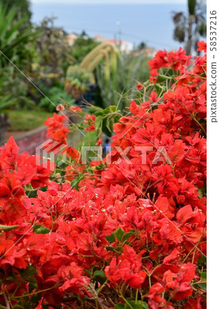 Portuguese territory, Madeira Island, Funchal, Botanical Garden, Bougainvillea Portuguese territory, Madeira Island, Funchal, Botanical Garden, Bougainvillea 58537216