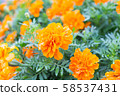 Marigold  58537431