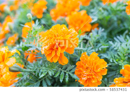 Marigold  58537431