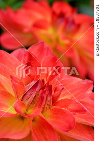Dahlia_Akebono Dahlia_Akebono 58537901