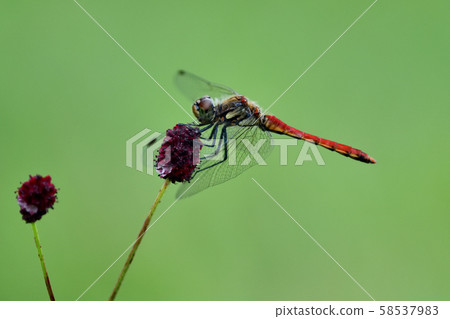 Alpine plants and red dragonflies on Mount Azuma, Hiroshima Prefecture Alpine plants and red dragonflies on Mount Azuma, Hiroshima Prefecture 58537983