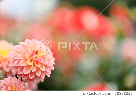 Dahlia_Port Autumn 58538225