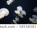 I photographed a jellyfish that swims elegantly. 58538381