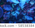 I photographed a jellyfish at the Kamo Aquarium in Yamagata Prefecture. 58538384