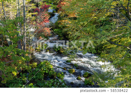 Clear flow and autumn leaves 58538422