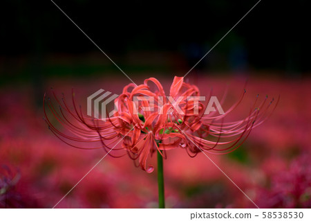 Higanbana花抽屜領域 Higanbana花抽屜領域 58538530