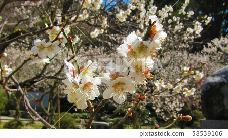 Authentic, plum of Dazaifu Authentic, plum of Dazaifu 58539106