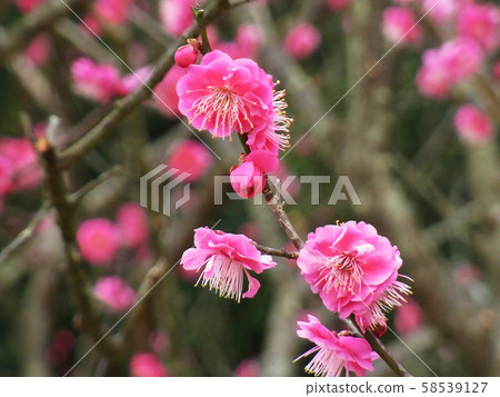 Authentic, plum of Dazaifu Authentic, plum of Dazaifu 58539127