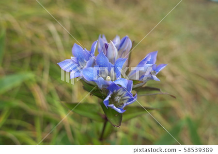 Beautiful plants found in Japanese mountains 58539389