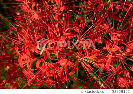 Cluster amaryllis, seen from directly above Cluster amaryllis, seen from directly above 58539393
